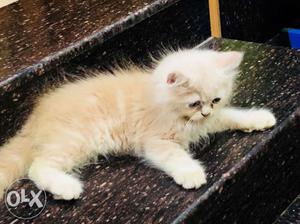 Persian cat white+skine color 2monts baby very