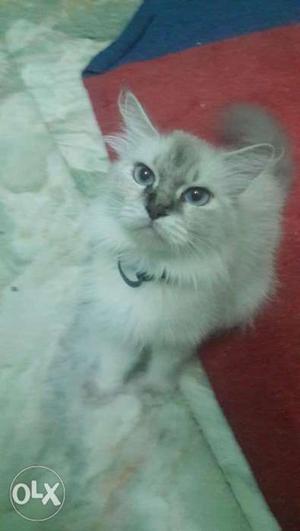 Persian female cat proven blue eyes doll face