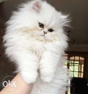 Persian kitten pure breed white high quality