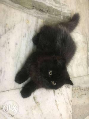 Persian male 3 months old Black kitten for sale. Price is