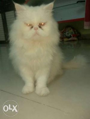 Persian punch face white male cat available for mating. For