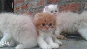 Persion kittens for sale