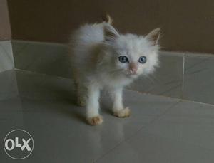 Perssion cat kittens for sale High quality wight color..