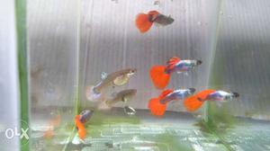 Platinum red guppy breeding size