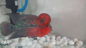Pprs srd for sale.. big size fish approx 7 inch..