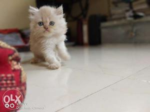 Proven color Persian kittens cat female available