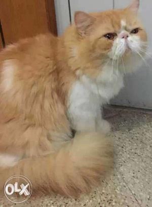 Punch face Persian male cat for mating purpose not