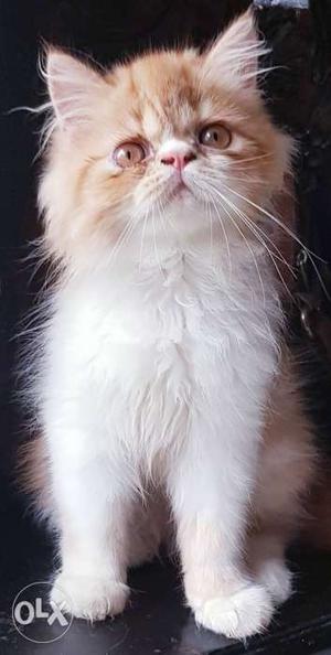 Punch face male 3month persian kitten buy Colour