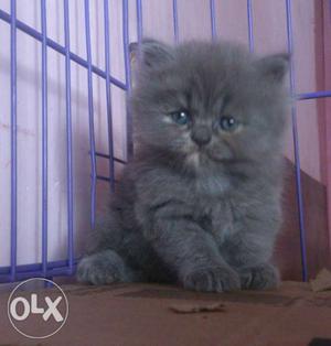 Pure Persian Cat/Kitten Blue Female 1 Month Old.