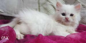 Pure White Persion kitten for sale of 50 days