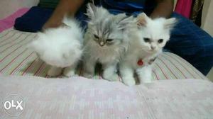 Pure breed persian 3months old