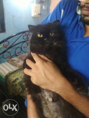 Pure persian along with 3kitten female black mother female