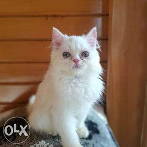 Pure persian kittens availabe delivery on spot.