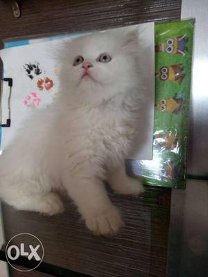 Pure snow white persian kitten,,2 months,5days old.