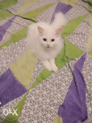 Pure white Persian cat 4 month old