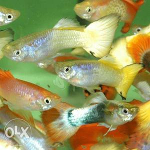 Red tailed guppy pair 15 normal guppy pair 10