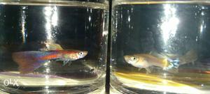 Redtail and fancy guppy