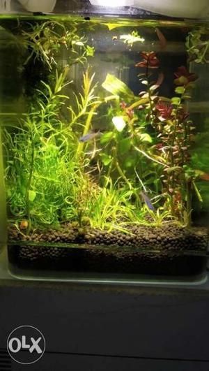 Scaped mini Aquarium. Customized tanks will be done on