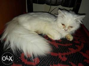 Semi punch face White Persian male kitten toilet