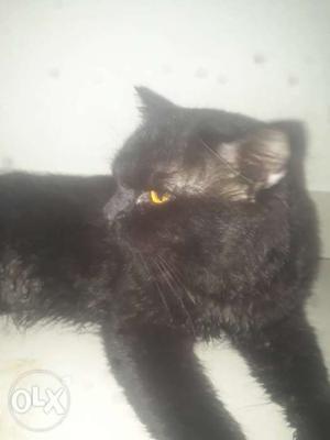Short Fur Cat Black colour 1year old Male