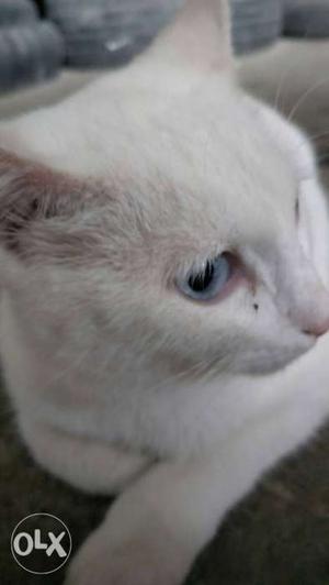 Short-coated White Cat