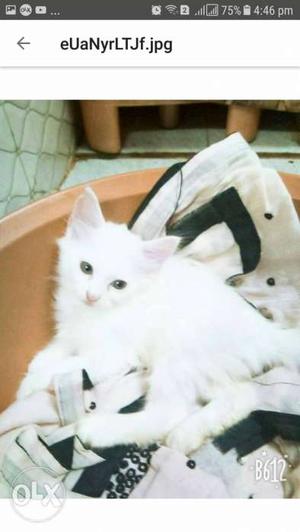Short-coated White Kitten