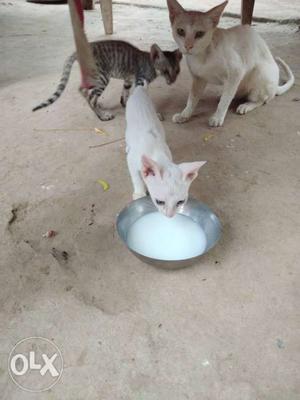 Short-fur White And Kitten white Cate child call /8