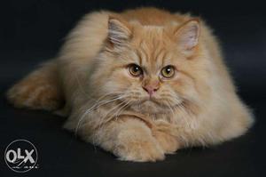 Short-fur persian Orange Cat