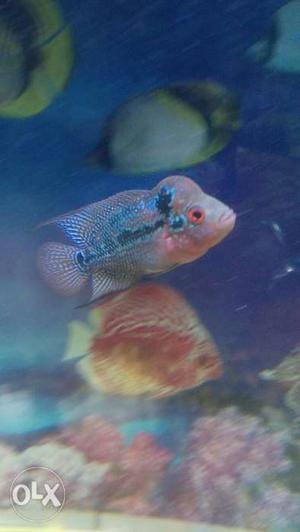 Silver And Pink Flowerhorn Cichlid Fish