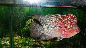 Super kml mail fish size 6 inch