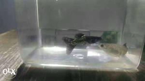 Two Black And Gray Pet Fish