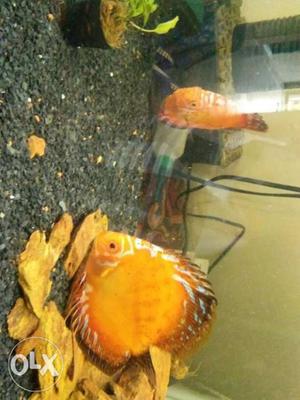 Two Orange Discuss Fish