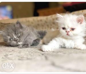 Two White And Gray Persian Kittens