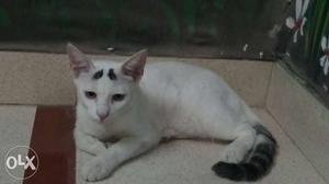Two beaitiful white cats female and male 6 months