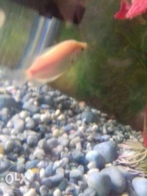 Very big kissing gourami healthy and active