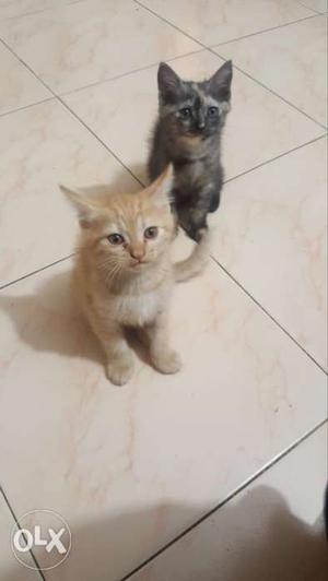 Want to sell my Persian Cat urjent sell