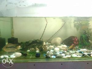 Want to sell my fish tank with all the things