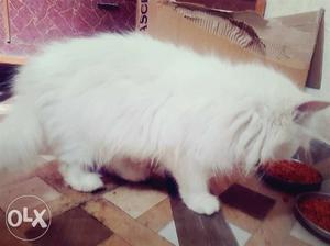 White 2yr old active and adorable Persian cat up