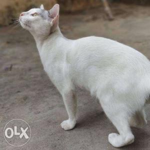 White Cat In Bhubaneshwar