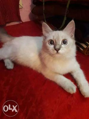 White Persian cat blue eyes soft coat