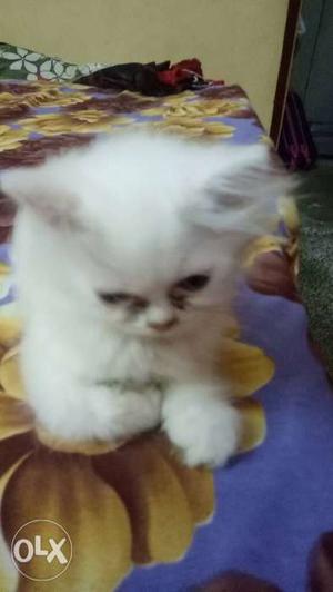 White Persian kitten upload