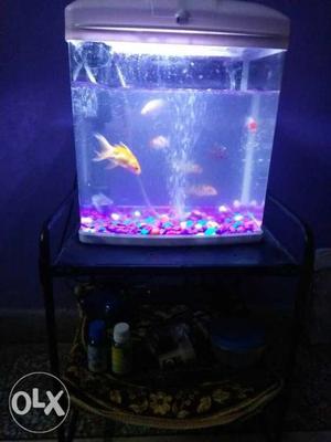 White aquarium free 10 fishes,2 medicnes,food