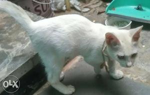 White cat full active...interested people only