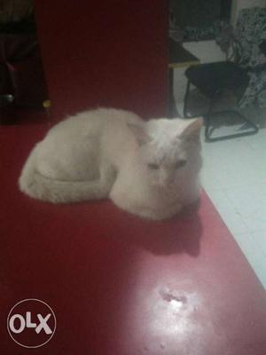 White cat want to sell urgent.. very nice..play