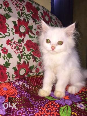 White pure persian kitten hurry up