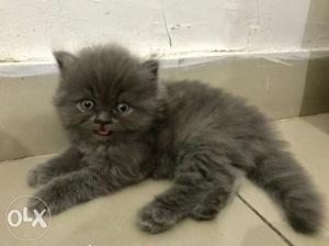 1month old Black colour persian cat is now out for