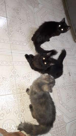 3 female persian kittens of 4months for urgent