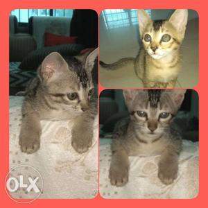 3months old male kittens very cute and potty trained