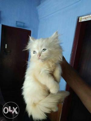 55 days old white colour male persian cat