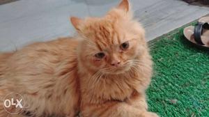 7 months old Pure Persian Breed Male Cat